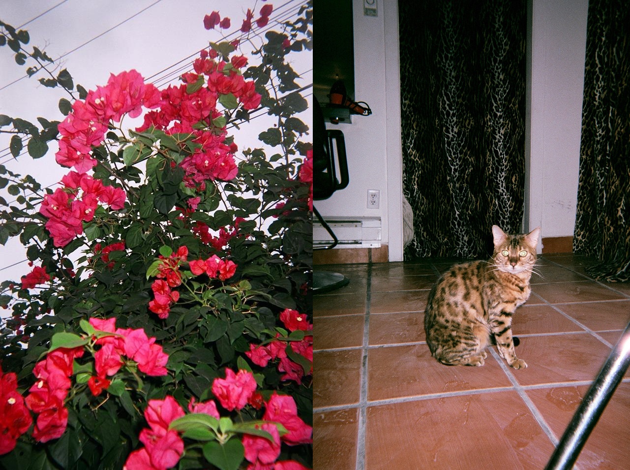 hairdressers cat and beautiful flowers